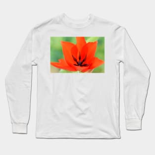 Tulipa praestans  &#39;Van Tubergen&#39;s Variety&#39;  Miscellaneous tulip Long Sleeve T-Shirt